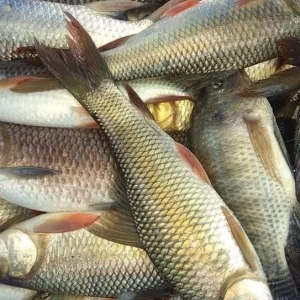 বাগমারার মাছ যাচ্ছে সারাদেশে, ৫০ হাজার মানুষের কর্মসংস্থান 
